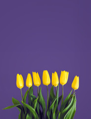 Yellow tulips on a ultra violet background