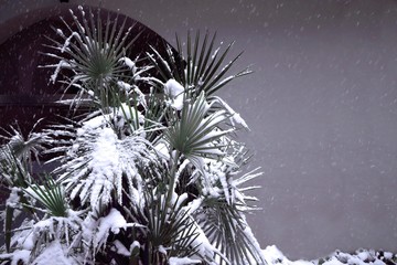 Palm tree covered by the snow