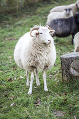 sheeps standing in the pasture.