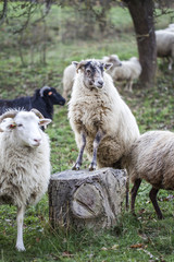 Obraz premium sheeps standing in the pasture.