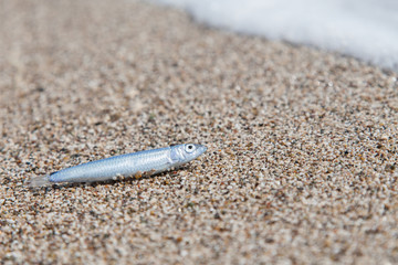 Little blue fish on the sand