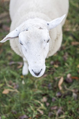 sheeps standing in the pasture.