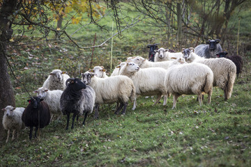 sheeps standing in the pasture.