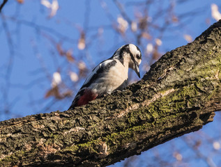 Great Spotted Woodpecker