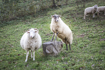 sheeps standing in the pasture.