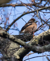 Eurasian Jay