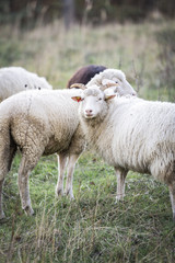 Naklejka na ściany i meble sheeps standing in the pasture.