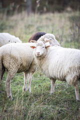 Naklejka na ściany i meble sheeps standing in the pasture.