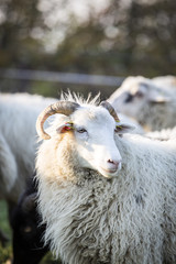 sheeps standing in the pasture.
