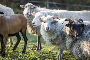 Obraz premium sheeps standing in the pasture.