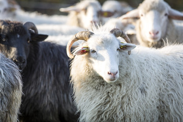 sheeps standing in the pasture.
