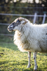 Obraz premium sheeps standing in the pasture.