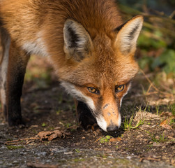 Red Fox Expressions