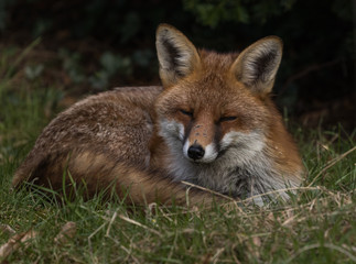 Naklejka na ściany i meble Red Fox Sleeping Daytime