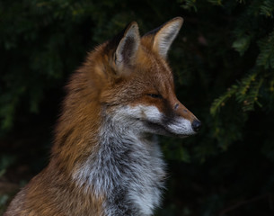 Fototapeta premium Red Fox Vixen