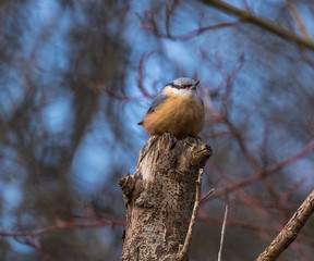 Nuthatch
