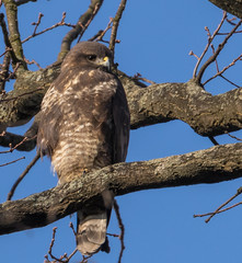Common Buzzard