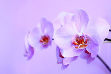 Fototapeta na wymiar Pink orchid. Branch of the blooming decorative flower