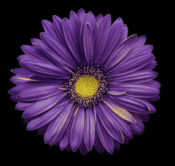 Violet-yellow gerbera flower, black isolated background with clipping path.   Closeup.  no shadows.  For design.  Nature.