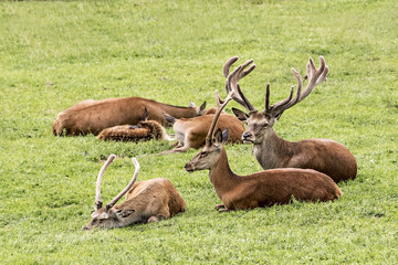 Cervi e cerbiatti sulle alpi italiane