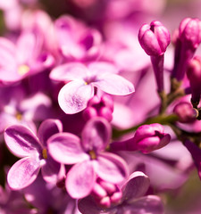 Obraz na płótnie Canvas Lilac flowers on a tree in spring