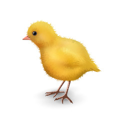 Vector Realistic Chick
