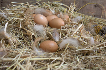 Eggs hen on straw nest which has chicken feather in the old barn of farmhouse and old wooden wall / Still Life image and dim light