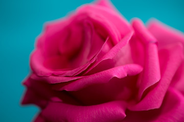 Beautiful red rose on a blue background
