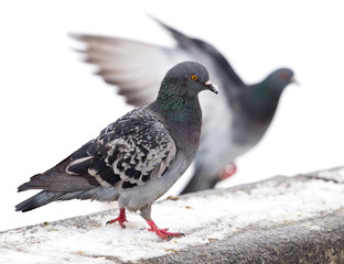 Pigeon sits on white snow in winter