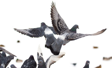 Dove in flight on a white background