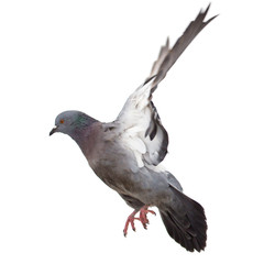 Dove in flight on a white background