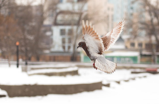 Pigeon in flight against the background of the city