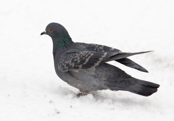Pigeon sits on white snow in winter