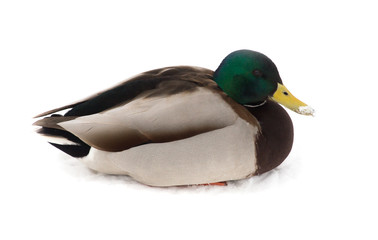 Duck sits on white snow in winter