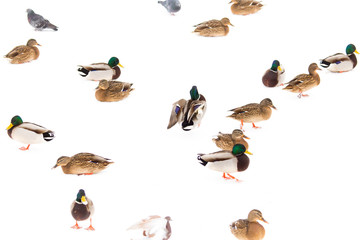 Fototapeta premium A flock of ducks on white snow in winter