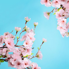 cherry blossom flowers on blue background