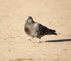 Pigeon walks along the asphalt