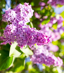 Lilac flowers on a tree in spring