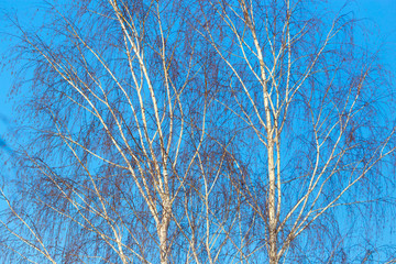Fototapeta na wymiar Naked birch branches against the blue sky