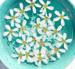 Fototapeta na wymiar Aromatherapy herbal detox bath. White petals sunny water light blue teal creamic bowl, viewed above.