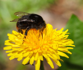 Feeding bumblebee
