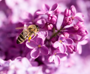 The bee flies on the flowers of the lilac