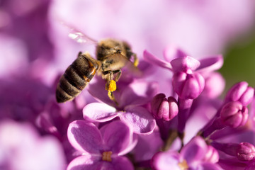 The bee flies on the flowers of the lilac