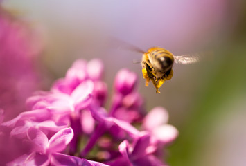 The bee flies on the flowers of the lilac