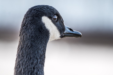 Obraz premium Wild goose in front of Castle Nymphenburg Palace in Munich, Germany