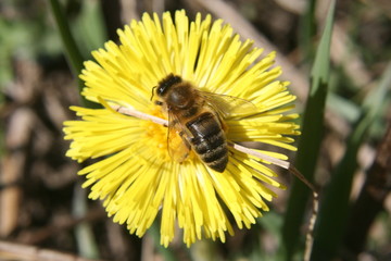 bee