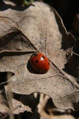 ladybug