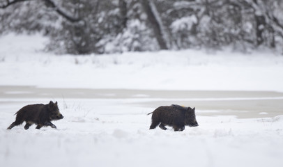 Two wild boar piglets playing on snow