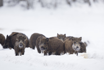 Group of wild boar piglets on snow