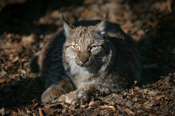 Fototapeta premium Lynx Cat Animal